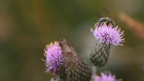 Honey bee collecting nectar on thistle flower in slow motion footage 스톡 동영상 325847006
