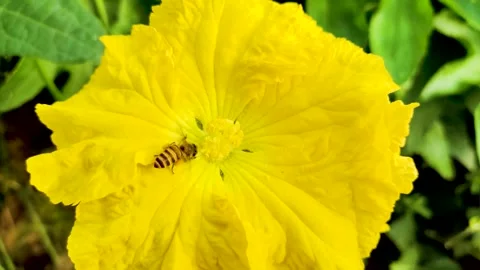 Honey bee collecting nectar from a vibrant yellow flower in a garden Video stock 342096356