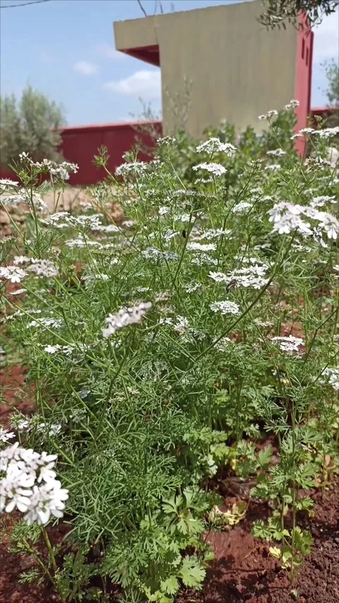 Honey Bee Collecting Nectar from White Coriander Flowers Stock Footage 333926041