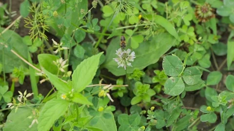 Honey bee collecting nectar from white clover flower Stock Footage 338302192
