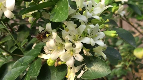 Honey Bee Collecting Nectar from White Flowers for Natural Pollination Stock Footage 340048318
