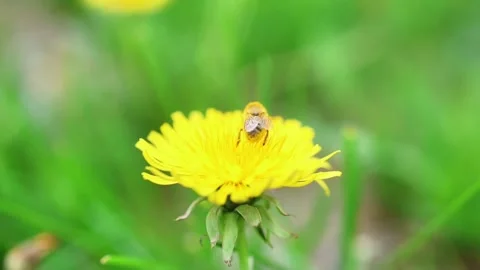 Honey bee collecting nectar from yellow dandelion flower Stock Footage 335698546