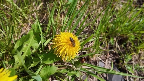 Honey bee collecting nectar from yellow dandelion Stockbeeldmateriaal 345168182