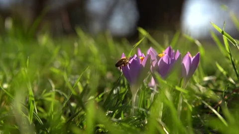 Honey Bee Collecting Pollen From Crocus Blossom Stock Footage 247376719