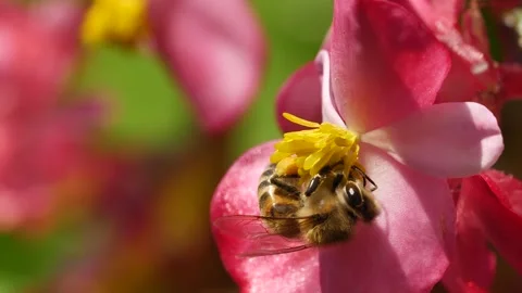 Honey Bee Collecting Pollen Stock Footage 332988161