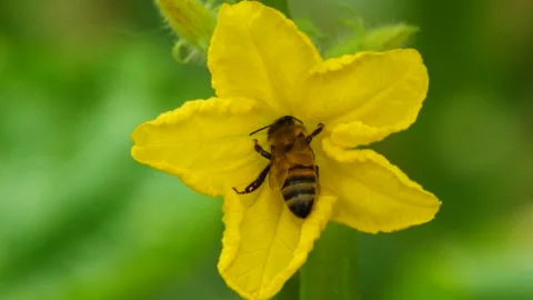Honey Bee Collecting Pollen Stock Footage 333048324