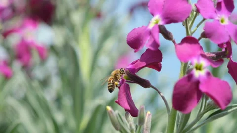 Honey bee collecting pollen from spring violet flower head,insect pollination Stock Footage 150070148