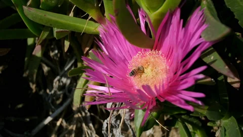 Honey bee collecting pollen from spring sea coast flower head,insect pollination Stock Footage 152344786