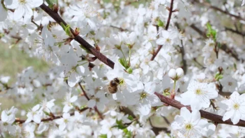 Honey bee collecting pollen in spring flower Stock Footage 194177529