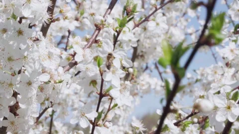 Honey bee collecting pollen in spring flower Stock Footage 194177568