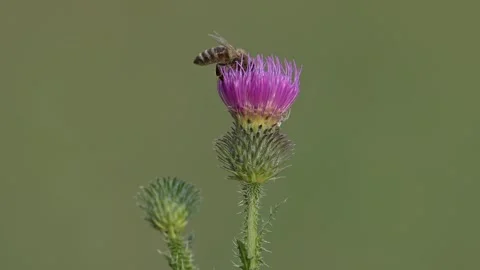 Honey Bee Collecting Pollen from a Thistle Flower Stock Footage 314832368