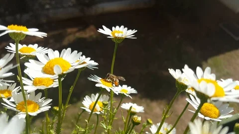 Honey bee collecting pollen from a white daisy flower Stock Footage 111699853