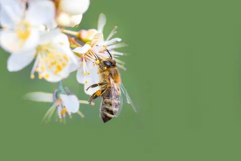 Honey bee collecting pollen at white flower. Bee collecting honey. Bee on white Stock Photos