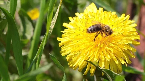 Honey Bee collects nectar and pollen from a dandelion flower in the spring. Stock Footage 106919154