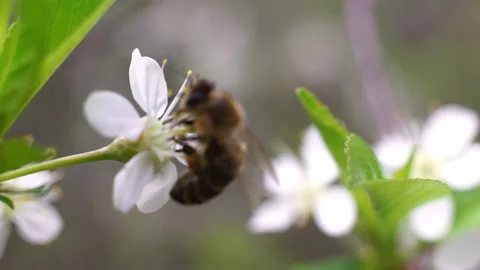 Honey bee collects nectar and pollen for honey from sakura flower in summer open Stock Footage 150863939