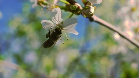 Honey bee collects nectar and pollen for honey from sakura flowers in the open a Stock Footage 150863976