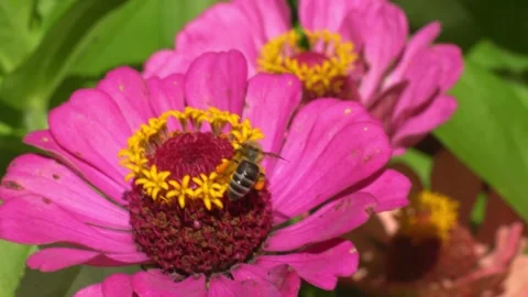 Honey bee collects nectar and pollen in the hive from a purple flower in warm Stock Footage 221268541