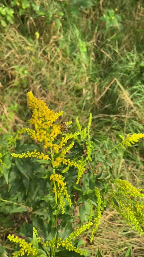 Honey Bee Collects Nectar From Flower. Video stock 213200482