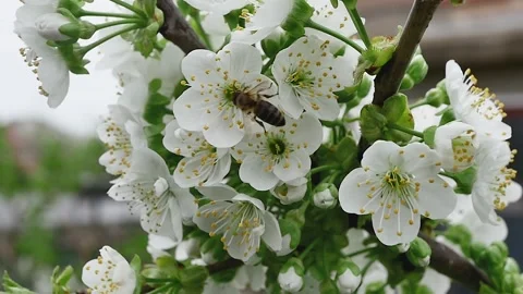 A honey bee collects nectar on a spring branch full of blooming flowers, in Vidéo 271219966