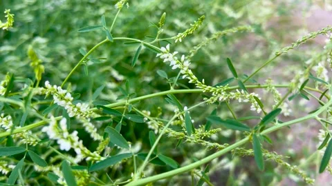 A honey bee collects nectar from white sweet clover flowers. Stock Footage 339687934