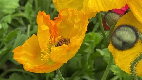 Honey bee collects nectar on a yellow rapeseed flower.Honey Bee collecting Stock Footage 234478428