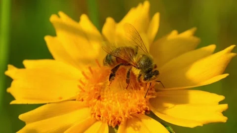 The honey bee collects pollen from a Lanceleaf Coreopsis flowers Collects nectar Video stock 340063283