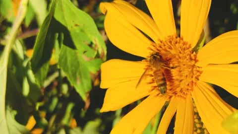 Honey bee collects pollen on yellow flower bloom in springtime Stock Footage