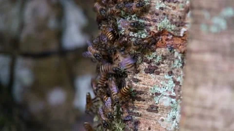 Honey bee colonies on tree trunks Stock Footage 287259631