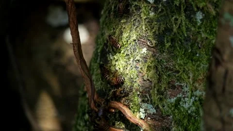 Honey bee colonies on tree trunks  Stock Footage 287259803