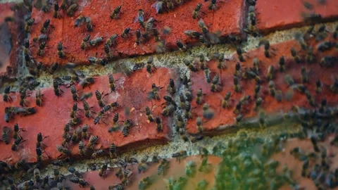 Honey Bee Colony Crawling Against Stone Brick Wall. Close-up Shot Stock Footage 333858698