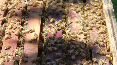 Honey Bee colony Stock-Footage 39974314