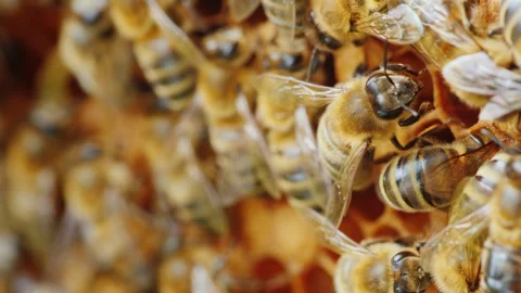 Honey bee colony working on yellow honeycomb structure inside beehive close.. Stock Footage 334542554