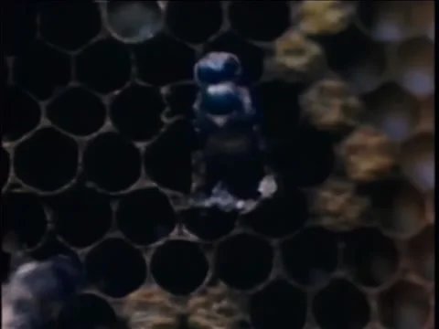 Honey bee coming outside comb Video stock 260258158
