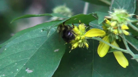 Honey Bee Continues to Work Even Under Cover Vídeos de archivo 41371579
