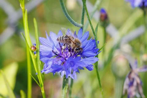 Honey bee on cornflower Fotos de archivo