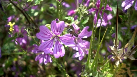 Honey bee covered with pollen flying over wild mallow flowers slow motion Stock Footage 252082667