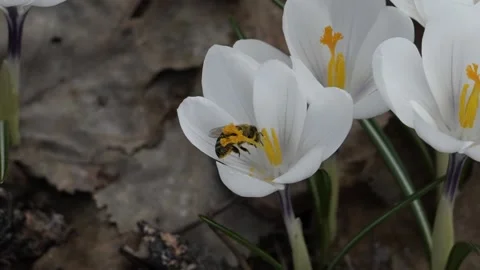 Honey bee covered in pollen inside a crocus flower :: slow motion Stock Footage 233280403