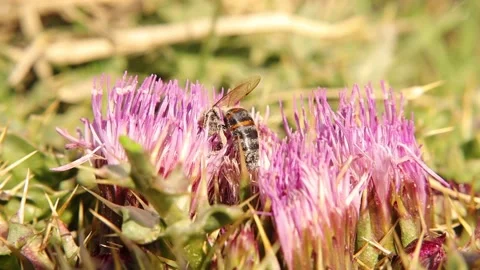 Honey bee covered in pollen while collecting flower nectar. honeybee, bees Stock Footage 158059069