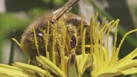 Honey bee covered in yellow pollen searching for sweet nectar inside of flower. Stock Footage 156415200