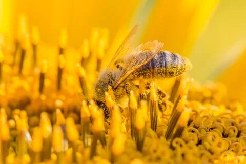 Honey bee covered with yellow pollen collecting sunflower nectar. Animal sitt Stock Photos