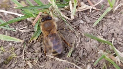 Honey bee crawling on the ground in the grass close up Vídeos de archivo 333641650