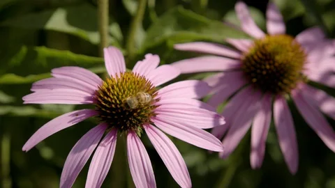 Honey bee crawling over pink flower collecting pollen Stock Footage 97596044