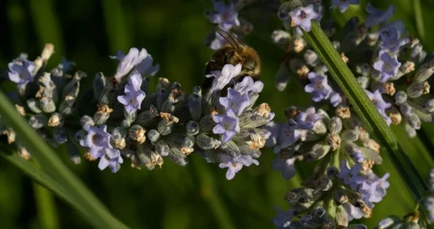 A honey bee crawls between branches while feeding in slow motion Stock Footage 113153564