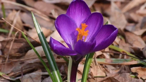 Honey bee &amp; crocus flower Stock Footage 83099512