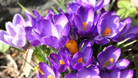 Honey bee on a crocus flower 스톡 동영상 87760157