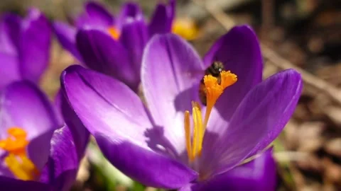 Honey Bee Crocus Slow Mo Take Off Vidéo 307121275