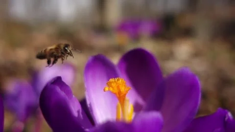 Honey Bee Crocus Slow Motion 스톡 동영상 307121345