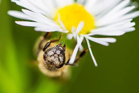 Honey Bee on a Daisy Stock Photos
