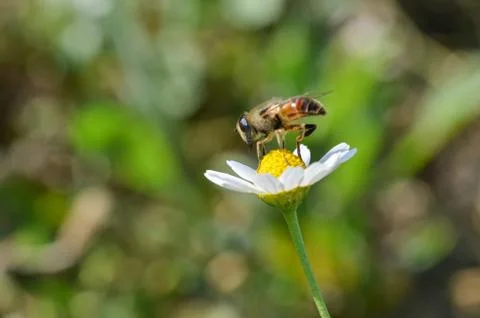 Honey Bee is on the daisy. Stock Photos