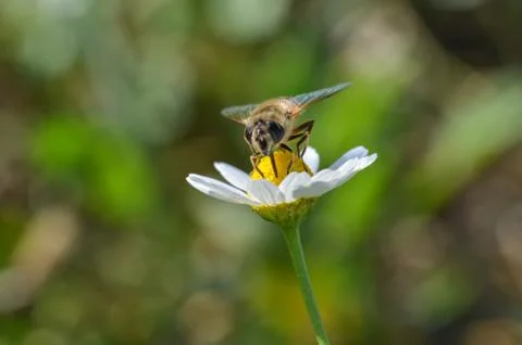 Honey Bee is on the daisy. Stock Photos